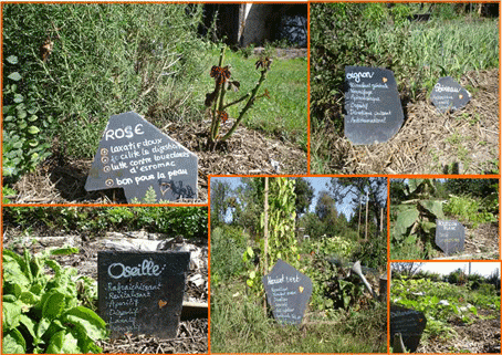 potager biologique